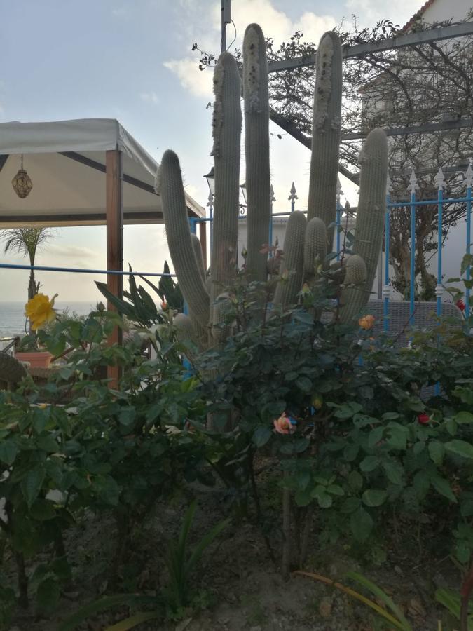Villa Loreta Forio di Ischia Екстериор снимка